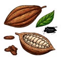 Cocoa vector superfood drawing set. Organic healthy food sketch.