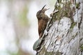 Cocoa Woodcreeper Xiphorhynchus susurrans