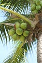 Cocoanut on coconut tree in garden Thailand.