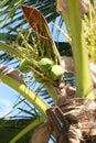 Cocoanut on coconut tree in garden Thailand.