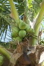 Cocoanut on coconut tree in garden Thailand.