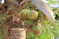 Cocoanut on coconut tree in garden Thailand.