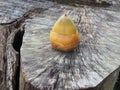 Cocoanut stump tree on beach Royalty Free Stock Photo