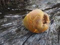 Cocoanut stump tree on beach