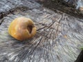 Cocoanut stump tree on beach