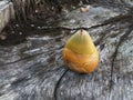 Cocoanut stump tree on beach