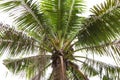 Cocoanut tree isolated on white background