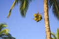 Cocoanuts Being Lowered from Cocoant Palm Tree