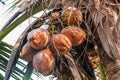 Cocoanuts on a palm tree. A bunch of brown coconuts