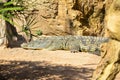 Cocodrilo del Nilo Crocodylus niloticus Royalty Free Stock Photo