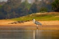 Cocoi heron, Ardea cocoi, bird with evening sun, Pantanal, Brazil. Bird in beautiful morning sun. Sunset nature lake. Wildlife Bra