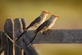 Cocoi heron, Ardea cocoi, bird with evening sun, Pantanal, Brazil. Bird in beautiful morning sun. Sunset nature lake. Wildlife Bra Royalty Free Stock Photo