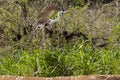 Cocoi Heron in Flight along Riverbank Royalty Free Stock Photo