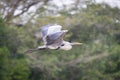 Cocoi heron flying past blurred tree branches