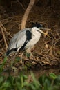 Cocoi heron with open beak by river Royalty Free Stock Photo