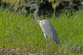 Cocoi Heron in the Pantanal Royalty Free Stock Photo