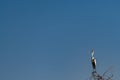 Cocoi heron perched on tree branch, looking at the viewer, with blue sky in the background Royalty Free Stock Photo