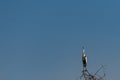 Cocoi heron perched on tree branch, looking at the viewer, with blue sky in the background Royalty Free Stock Photo