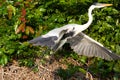 Cocoi Heron Taking Off