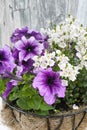 Coconat hanging basket with purple petunia and white flowers Royalty Free Stock Photo