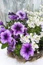 Coconat hanging basket with purple petunia and white flowers Royalty Free Stock Photo