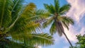 Coconat Palm on the Beach of Gam Island. Raja Ampat, Indonesia, West Papua