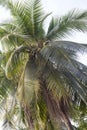 Coconat Palm Tree as natural background Royalty Free Stock Photo