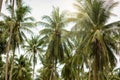 Coconat Palm Tree as natural background