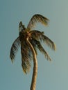 Coconat palm tree Royalty Free Stock Photo