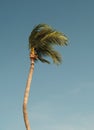 Coconat palm tree Royalty Free Stock Photo