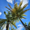 Coconat tree Royalty Free Stock Photo