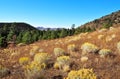 Coconino National Forest near Flagstaff, Arizona Royalty Free Stock Photo