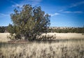 Juniper Tree in Coconino National Forest near Flagstaff, Arizona Royalty Free Stock Photo