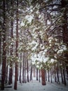 Snowy Coconino National Forest near Flagstaff, Arizona Royalty Free Stock Photo