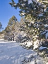 Snowy Coconino National Forest near Flagstaff, Arizona Royalty Free Stock Photo