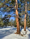 Ponderosa Pines in Snowy Coconino National Forest near Flagstaff, Arizona Royalty Free Stock Photo