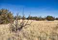 Dead Juniper Tree in Coconino National Forest near Flagstaff, Arizona Royalty Free Stock Photo