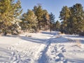 Snowy Coconino National Forest near Flagstaff, Arizona Royalty Free Stock Photo