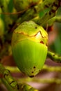 Coconut Royalty Free Stock Photo
