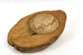 Coconut Royalty Free Stock Photo