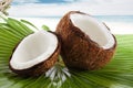 Coconut Royalty Free Stock Photo