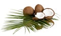 Coconut Royalty Free Stock Photo