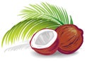 Coconut