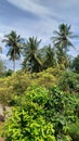 COCONUT, BANANA, JAMBOO, WITH BRIGHT SKY