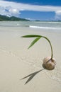 Coconut on a beach.