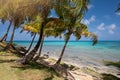 Coconut beach background