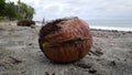 Coconut at the beach