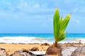 Coconut beach Royalty Free Stock Photo