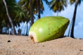 Coconut on beach of Puerto Rico