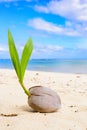 Coconut beach sprouting on a beach Royalty Free Stock Photo
